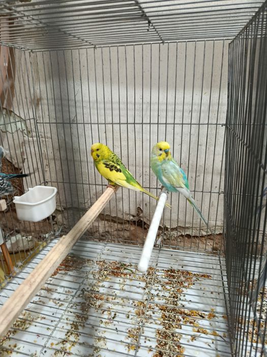 Волнистый Попугайчик