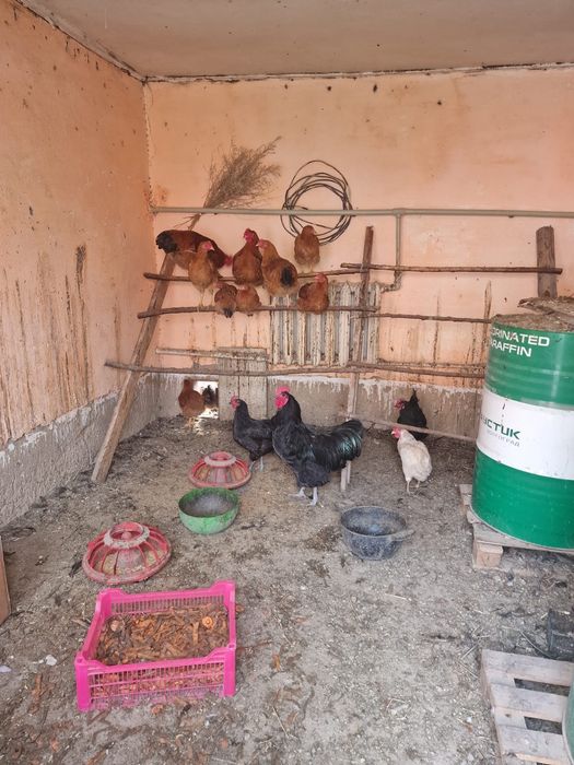 Куры Астролоб 1.5 года