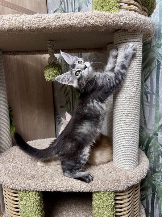 Продам котенка Мейн-кун Костанай