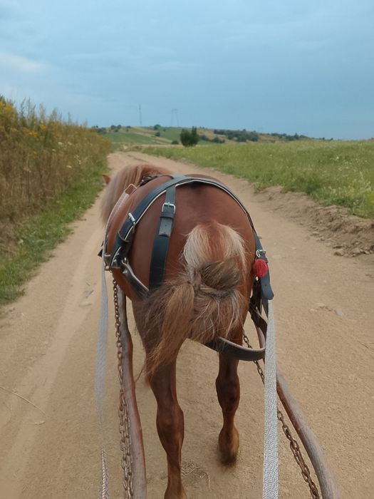 Ponei de vânzare