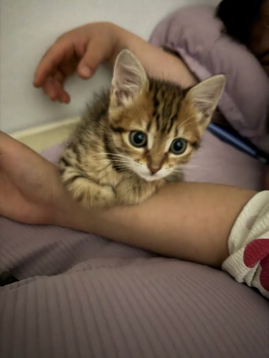 кошка бесплатно , 3 мес. девочка