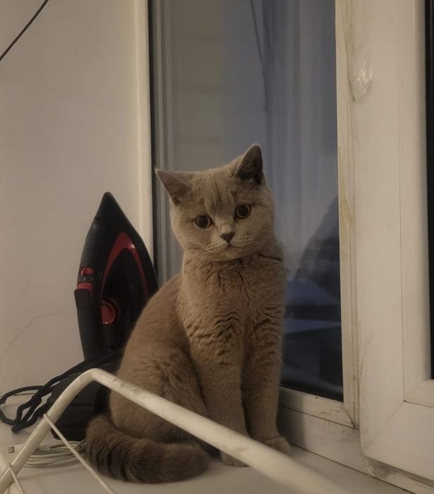 Котятки бриташки