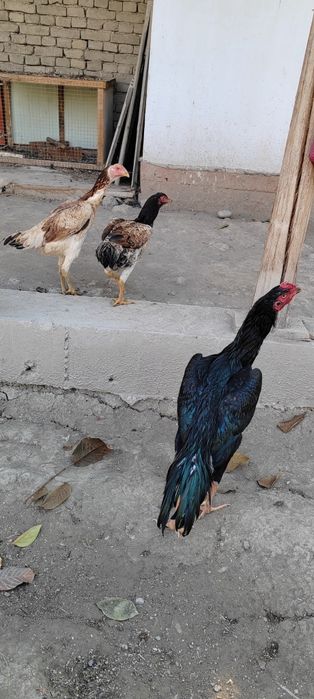 Тозасини ишкибозларига