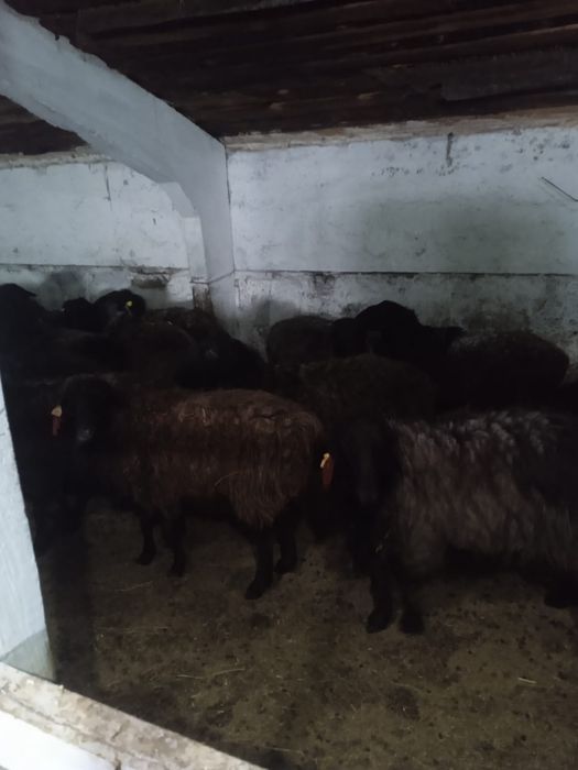 Продам баранов .