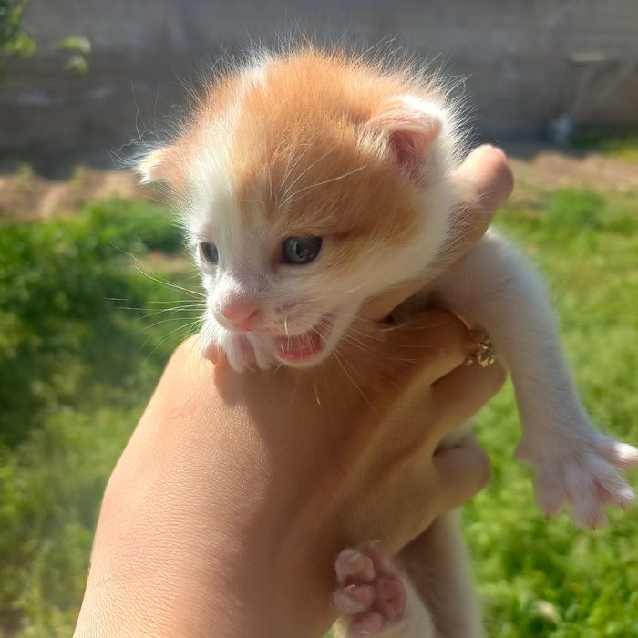 Котёнок девочки родились 20 марта