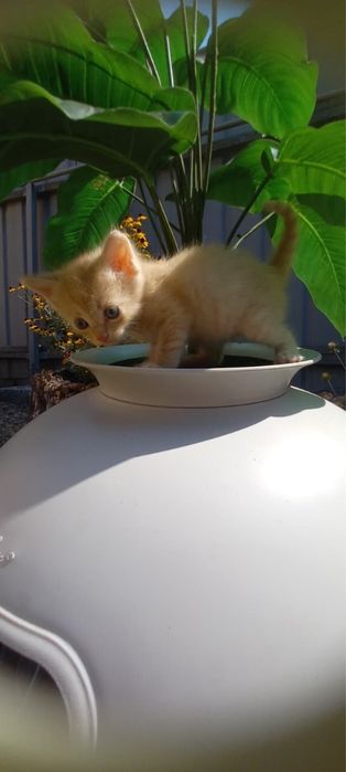 Котята ищут дом