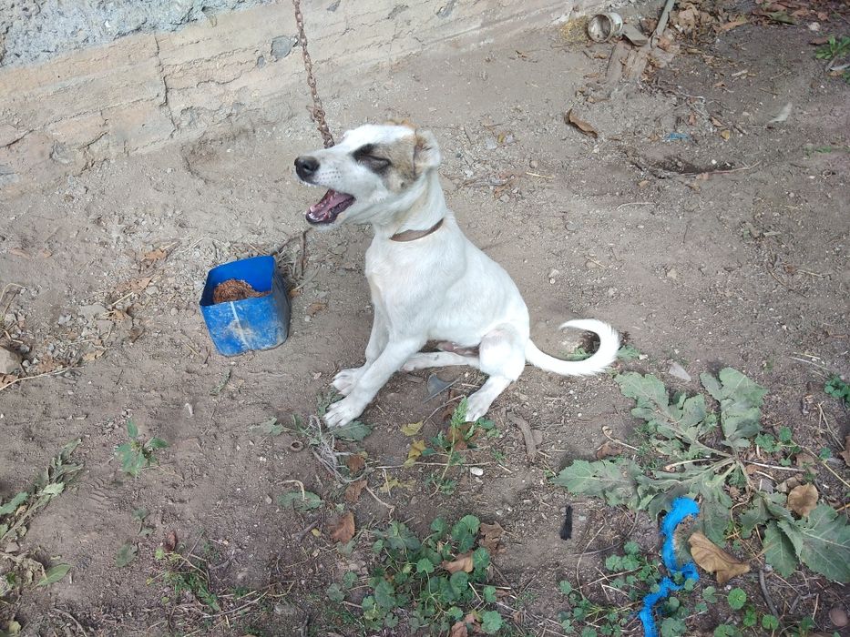 Продаётся Собака алабай