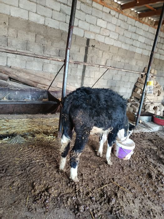 Еркек бузау сатылады