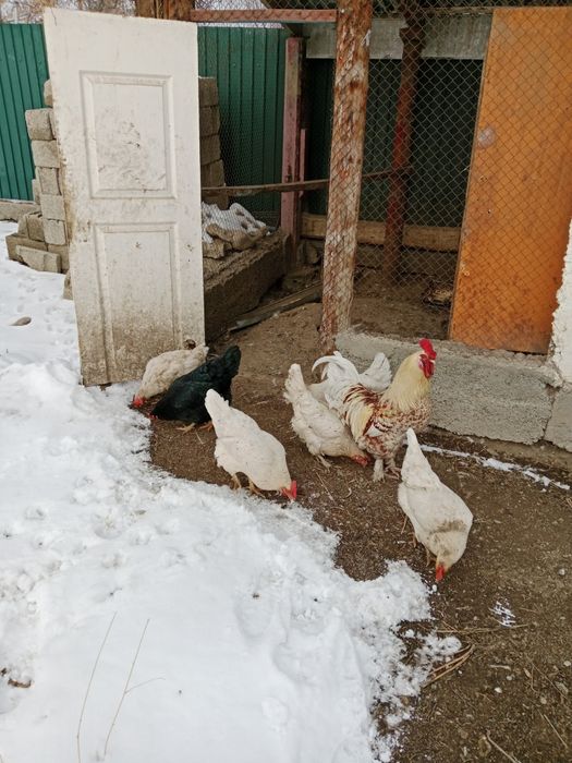 Тауықтар сатылады