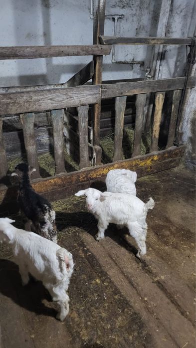 Продаю ягнят 3 мальчика 1 девочка
