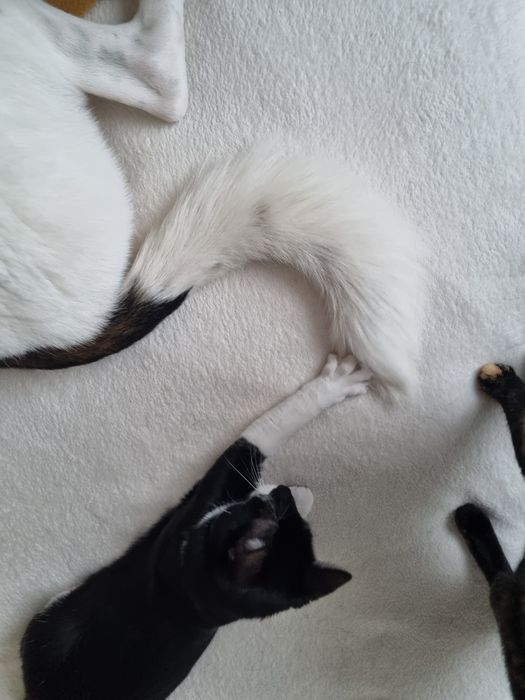 Търси осиновители