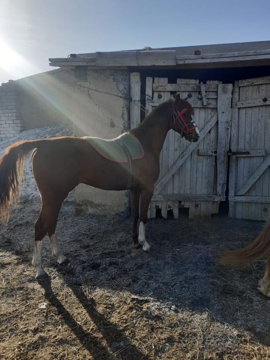 Айғыр сатылааддд