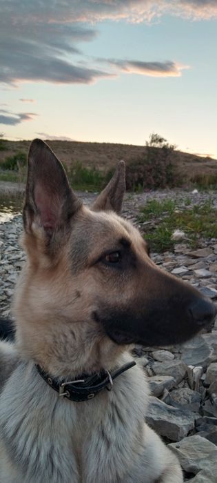 Продам овчарку срочно