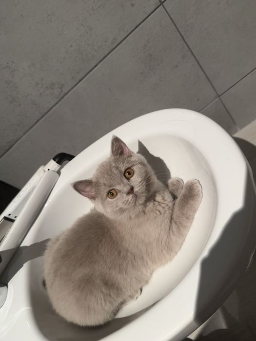 Pisicuta British Shorthair lilac