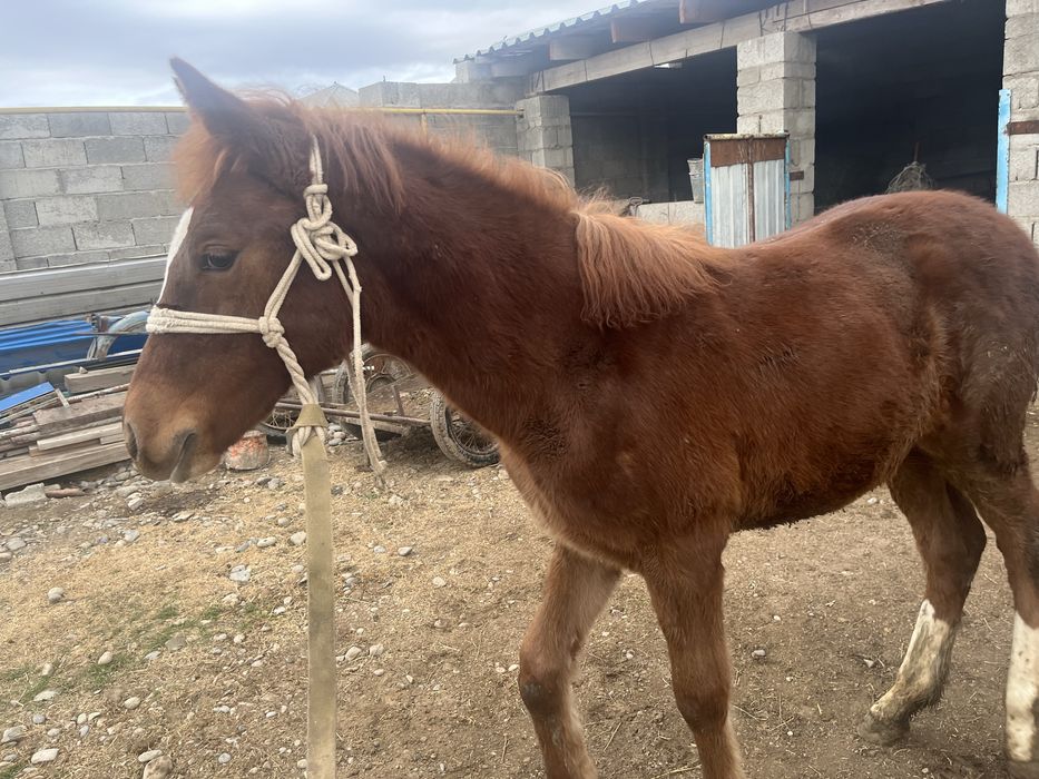 Жабағы сатылады