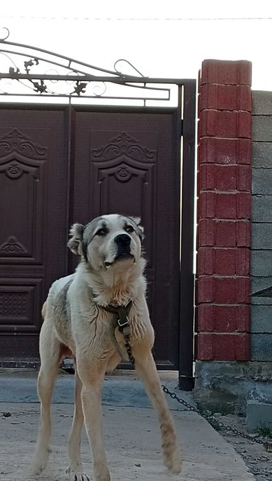 Алабай ит 1 жасар сатылымда