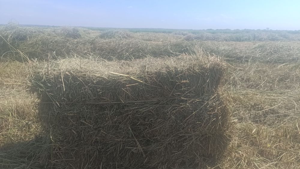 Сено,салома Тюки квадратные