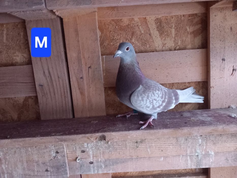 Porumbei voiajori sport