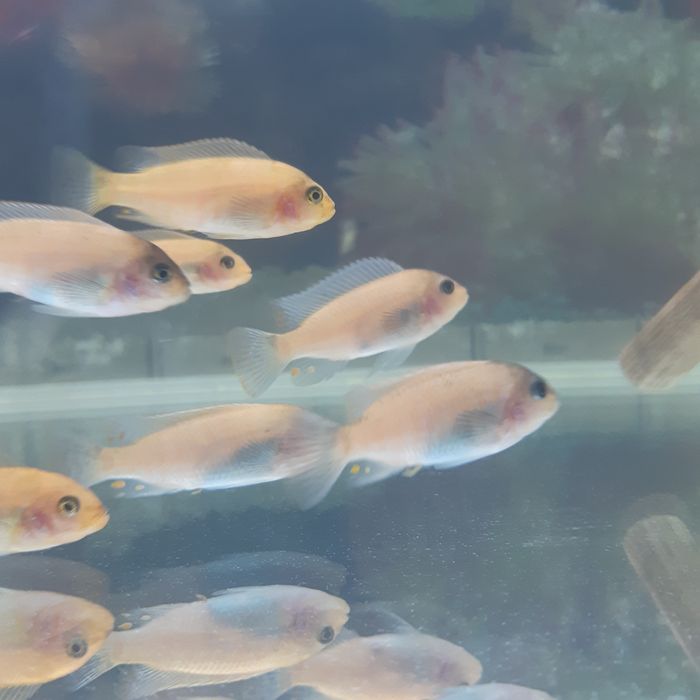 Продам Афр.цихлид.