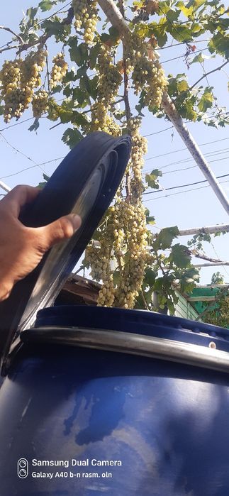 170 litrlik plasmas  bochka bachoklar .  Bochkalar chidamli oftob muz