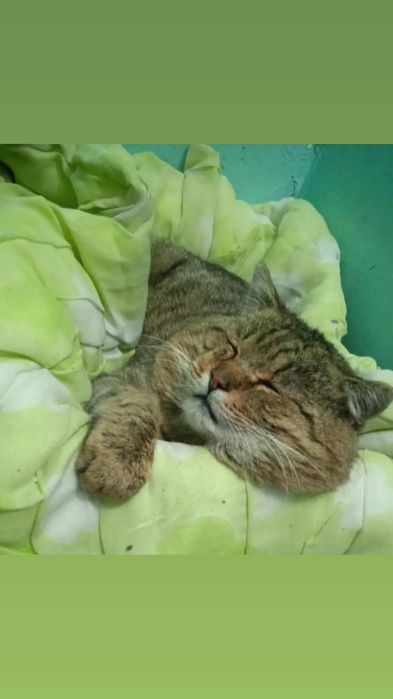 Отдам в добрые руки