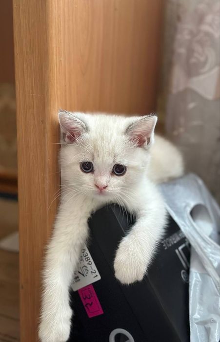 мушукчалар сотилади, котята, чистокровная fold, britanski shinshilla