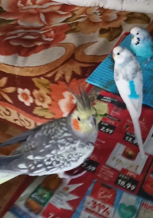 Vand Marele Alexander ,un perus si o nimfa