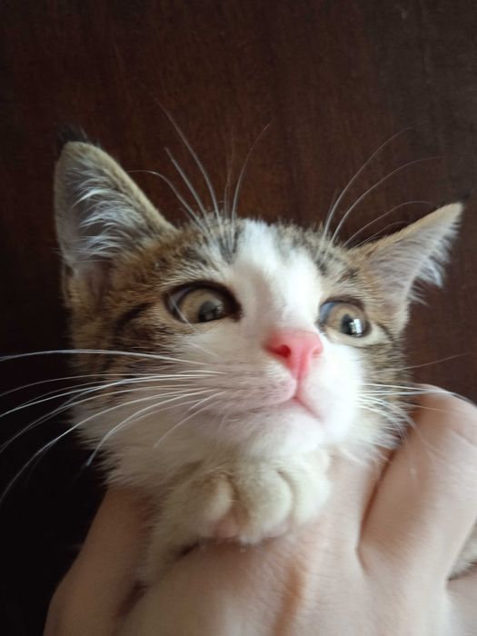 Серобелый котёнок мальчик, 3 месяца.