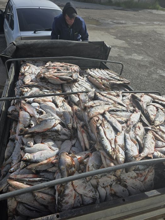 Чебак, плотва, сарога, ОПТОМ !!!