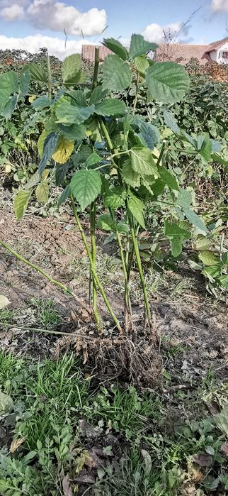 Butas mur Thornfree de 1-3 ani