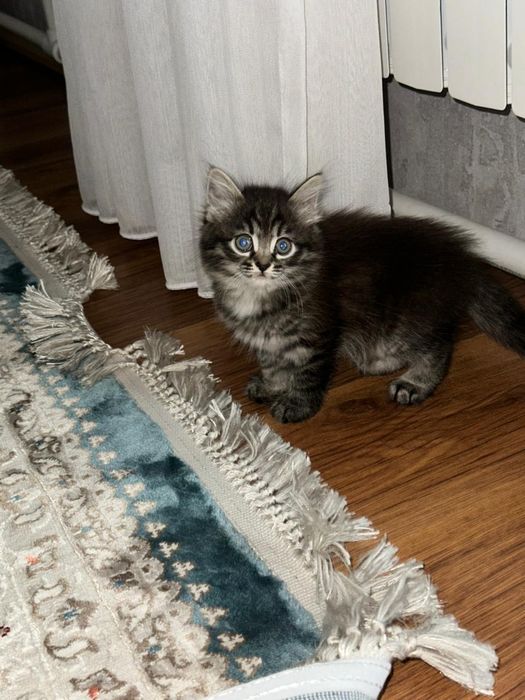 Домашние котята, 2 девочки