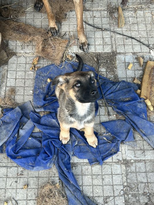 Малки Кучета Овчарки