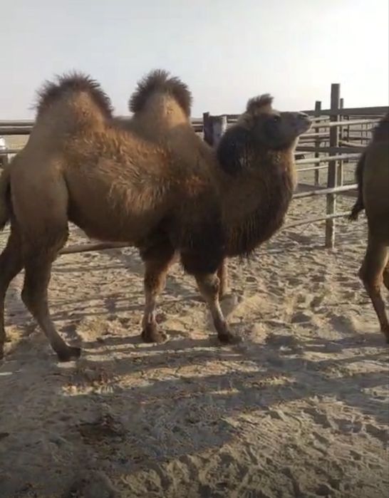 Түйе! Тайлақтар сатылады