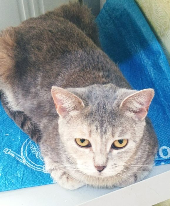 Красавица  и умница