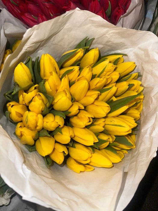 Голландские тюльпаны оптом и в розницу