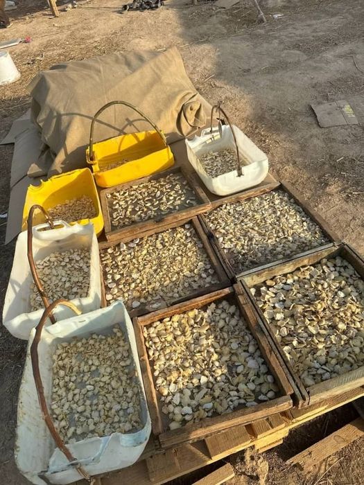 Супер Лекарство Ферула Асафетида!