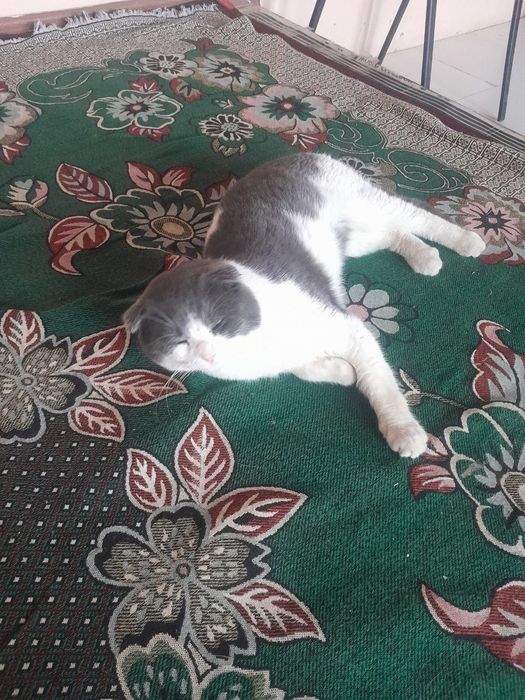 Потерялся котенок. Помогите найти