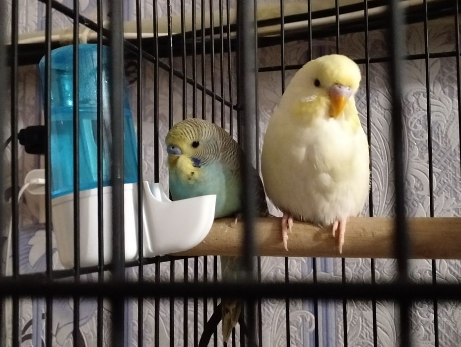 4 хороших попугаев