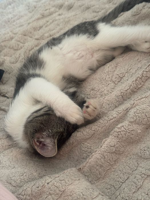 Отдаем в добрые руки котенка