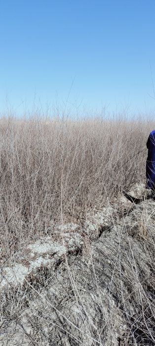 Gujum oddiy gujum sotiladi