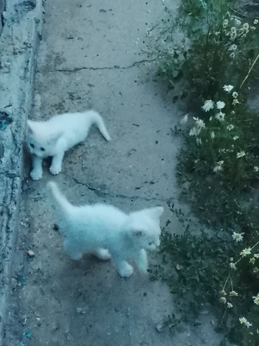 Отдам даром котят