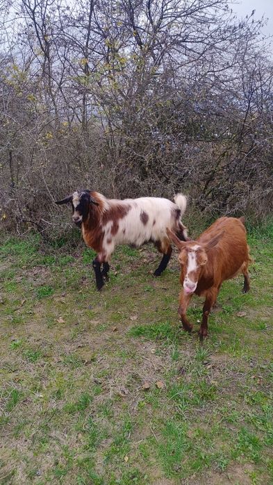 Vând capre tinere !