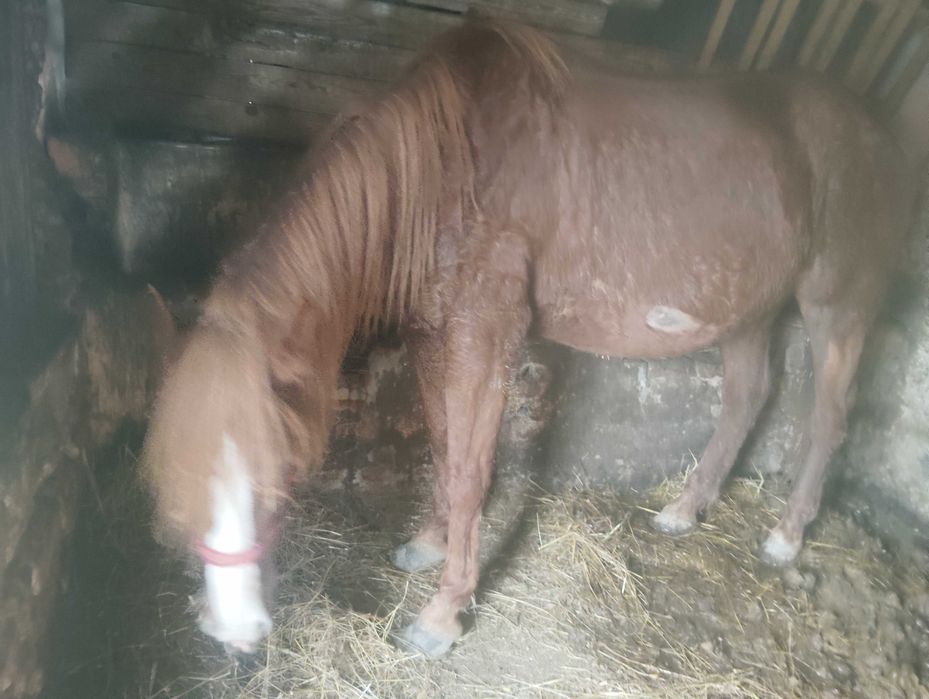 Schimb iapa gestanta 7 ani cu vaca cu lapte sau gestanta iapa trage