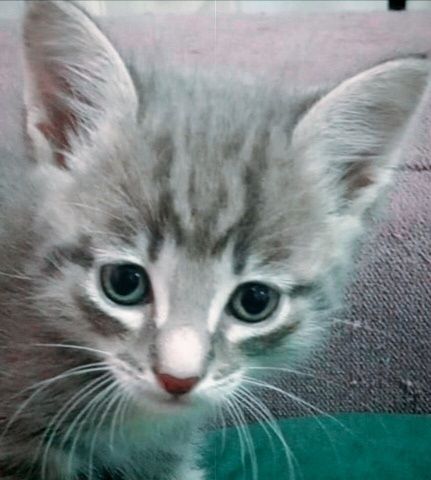 Красивый котёнок)