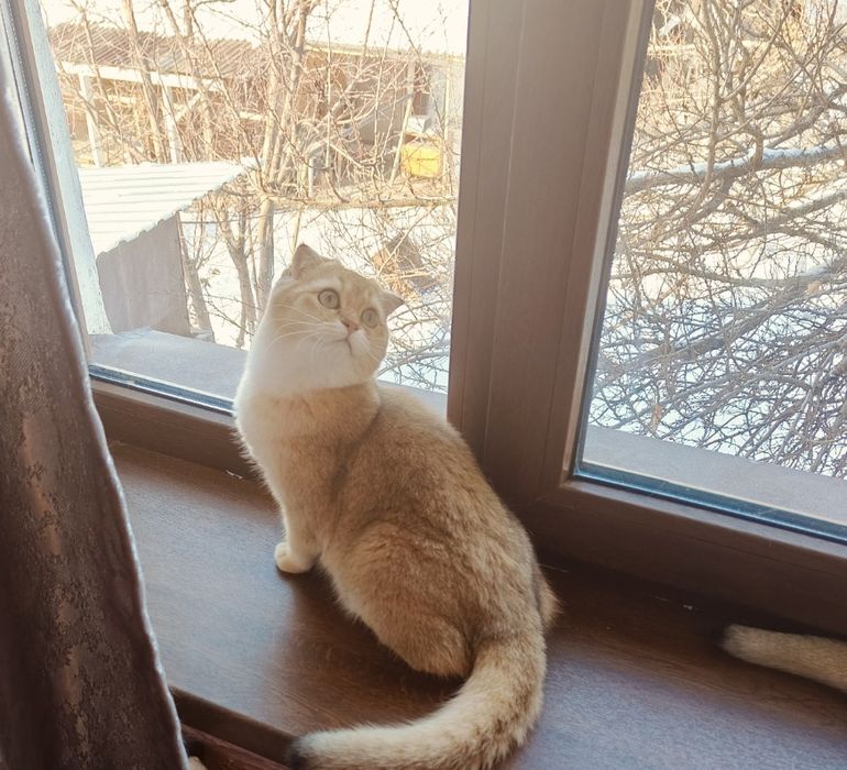 Котенок Золотая Шиншиллы