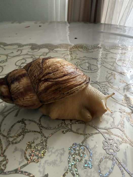 Отдам улитку Ахатина