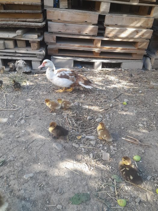 Продаётся индоутка утятами