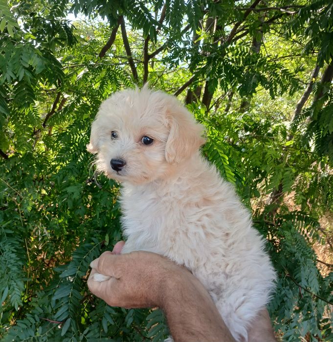 Малтипу/maltipoo/пудел