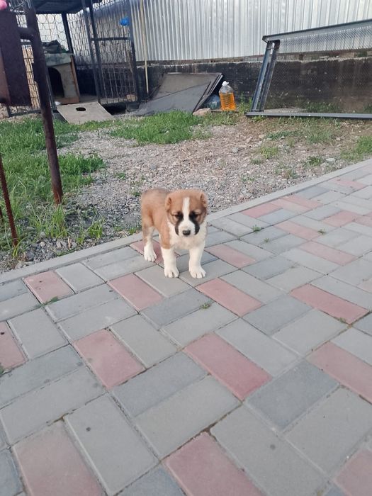 Продаются щенки САО