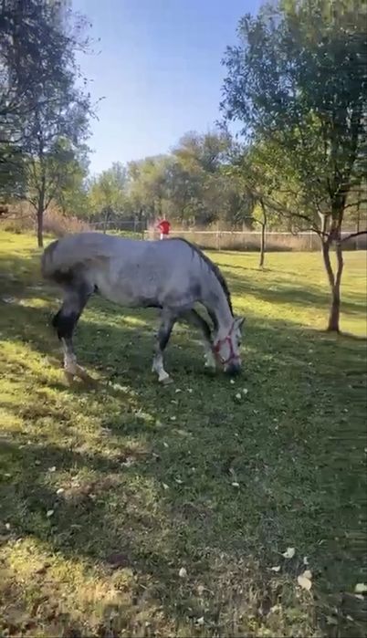 Iapă lipițan cu pedigree